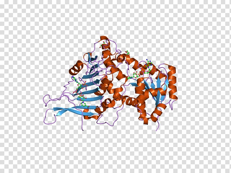 Glucose-6-phosphate dehydrogenase Glucose 6-phosphate Nicotinamide adenine dinucleotide phosphate, others transparent background PNG clipart