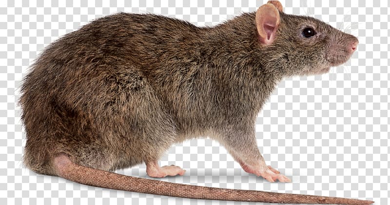 Brown rat Black rat Mouse Rodent, Rat & Mouse transparent background PNG clipart