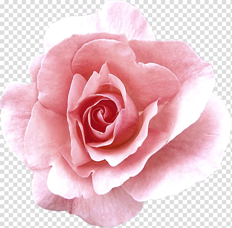 Garden roses Cabbage rose China rose Damask rose Floribunda, flower transparent background PNG clipart