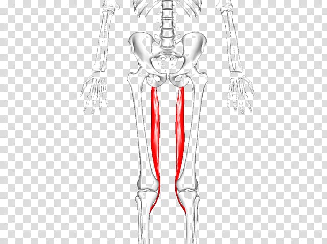 Adductor longus muscle Adductor muscles of the hip Adductor magnus muscle Adductor brevis muscle Peroneus longus, torn hamstring symptoms transparent background PNG clipart