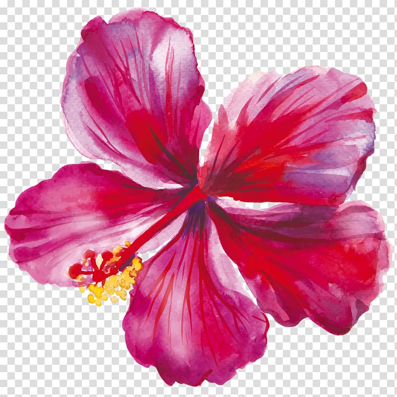 Hibiscus Drawing Flower, flower transparent background PNG clipart