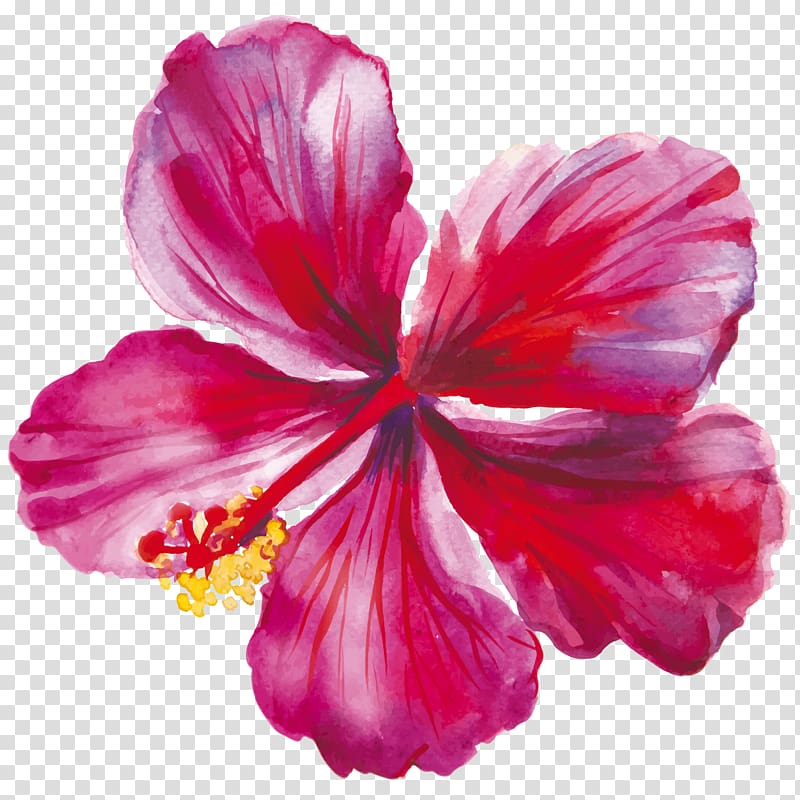 hibiscus drawing flower flower transparent background png clipart hiclipart hibiscus drawing flower flower