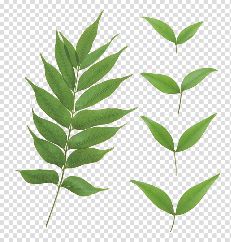 Plant stem Project, Green Leaf transparent background PNG clipart