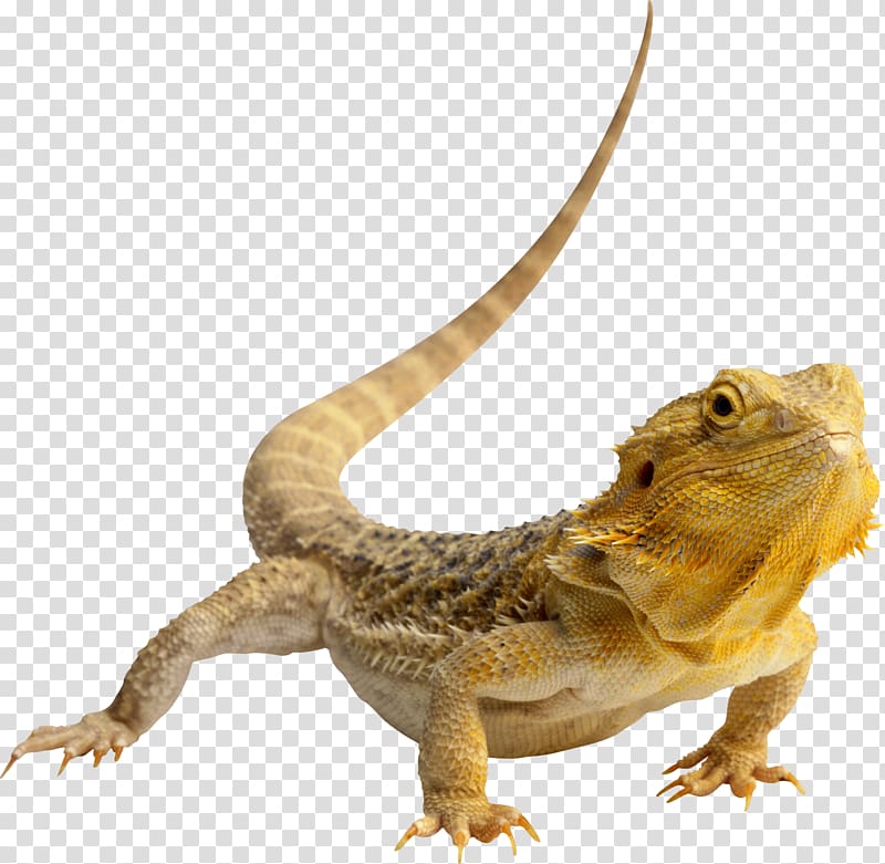 Lizard Central Bearded Dragon Eastern bearded dragon Agama , chameleon transparent background PNG clipart