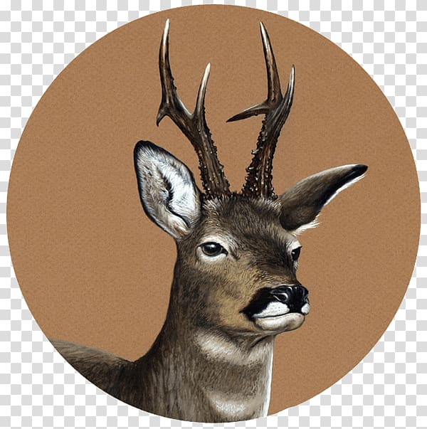 White-tailed deer Pablo Pereira, Retratos de fauna Nature Wildlife, details transparent background PNG clipart