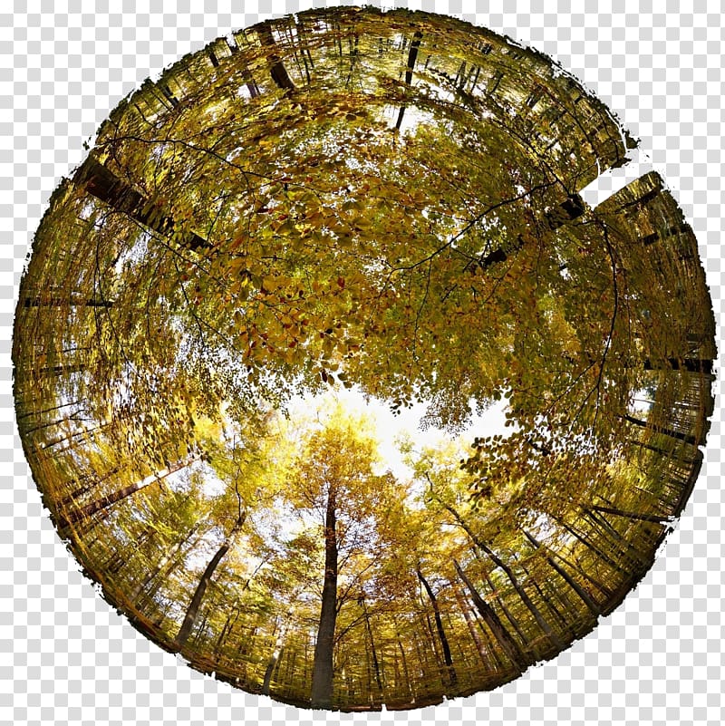 Tree Fisheye lens, tree stump transparent background PNG clipart