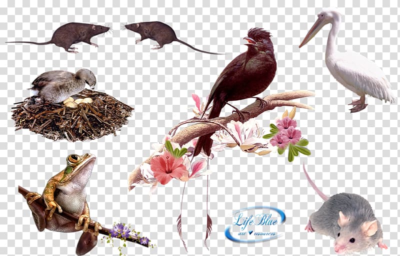 Goldfish Beak Bird, Animal Kingdom transparent background PNG clipart