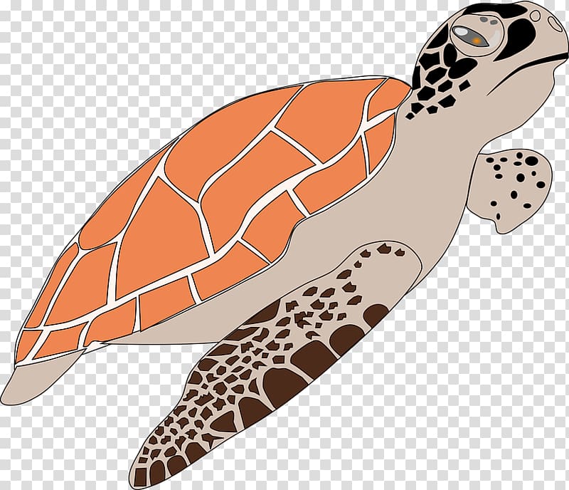 Turtle Windows Metafile , turtle transparent background PNG clipart