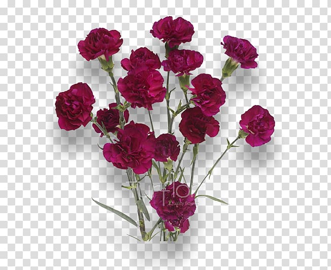 Turflor Carnation Cut flowers MINI, burgundy flowers transparent background PNG clipart