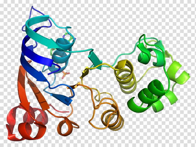 ABCC1 ATP-binding cassette transporter Multidrug resistance-associated protein 2 Gene P-glycoprotein, Transport Protein transparent background PNG clipart