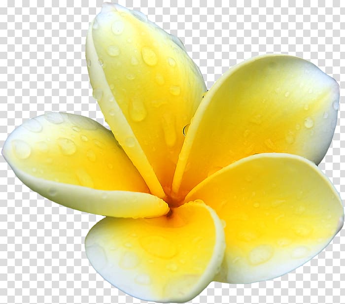 Plumeria alba Flower , yellow flowers transparent background PNG clipart