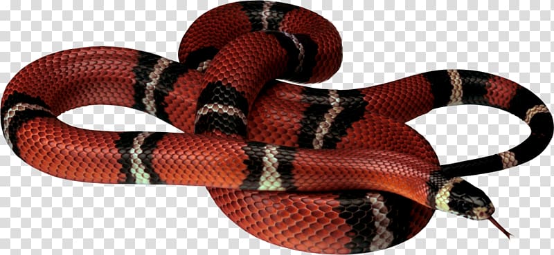 snake transparent background PNG clipart