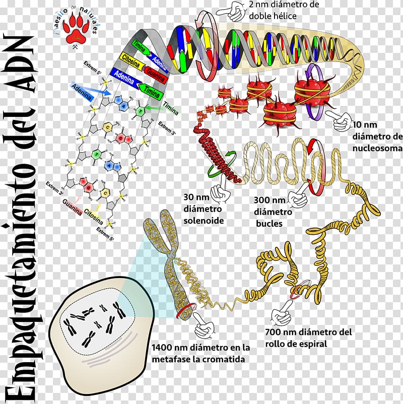 DNA RNA CmapTools Monocaténaire Phosphodiester bond, skat transparent background PNG clipart