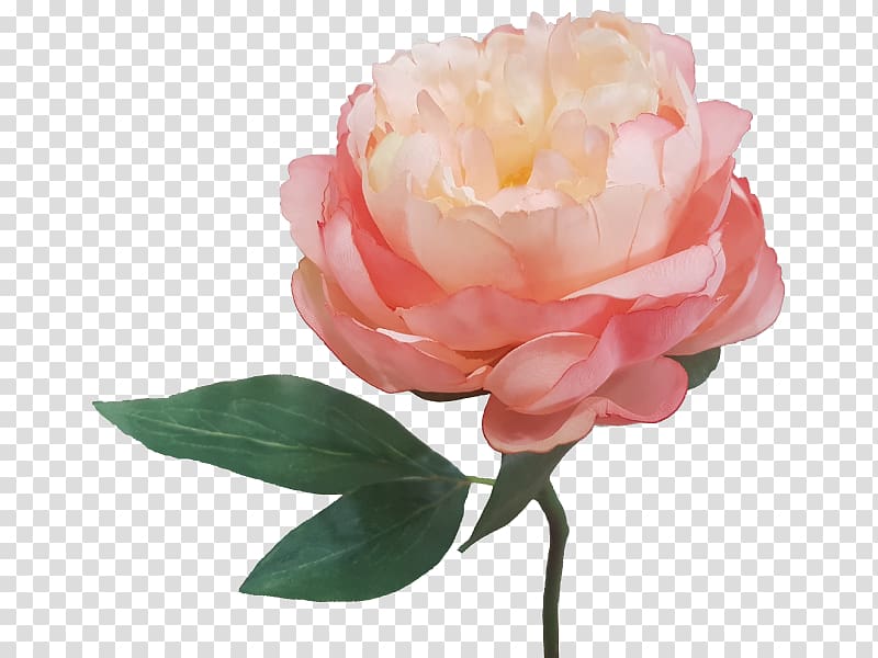 Garden roses Peony Artificial flower Cut flowers, lovely silk transparent background PNG clipart