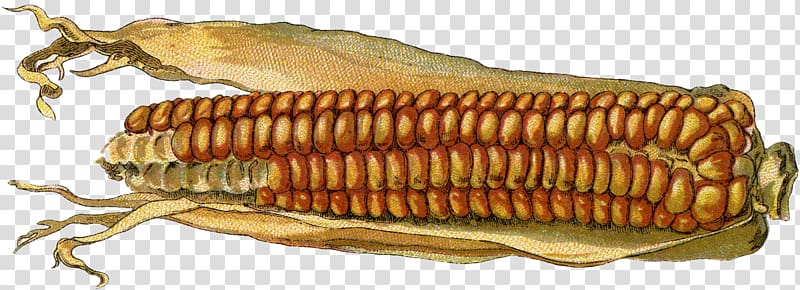 Invertebrate Corn Fish Seed, corn transparent background PNG clipart