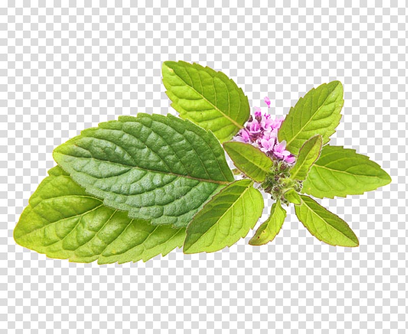 Peppermint Mentha spicata Lamiaceae Herb Lemon balm, Melissa's transparent background PNG clipart