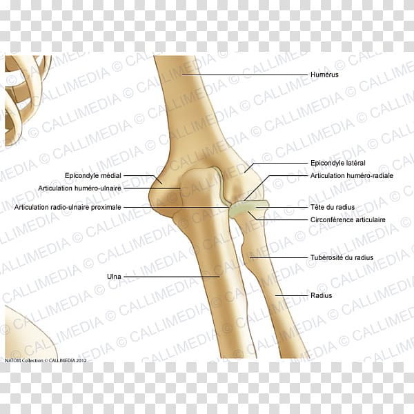 Thumb Elbow Bone Joint Anatomy, abdomen anatomy transparent background PNG clipart