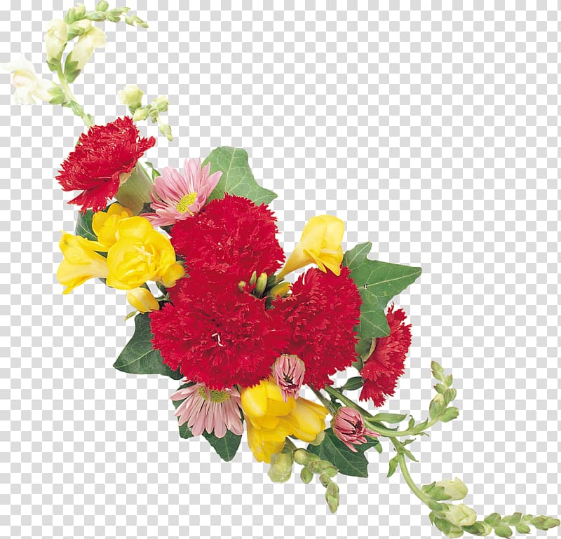 Cut flowers Dianthus chinensis Carnation , CARNATION transparent background PNG clipart