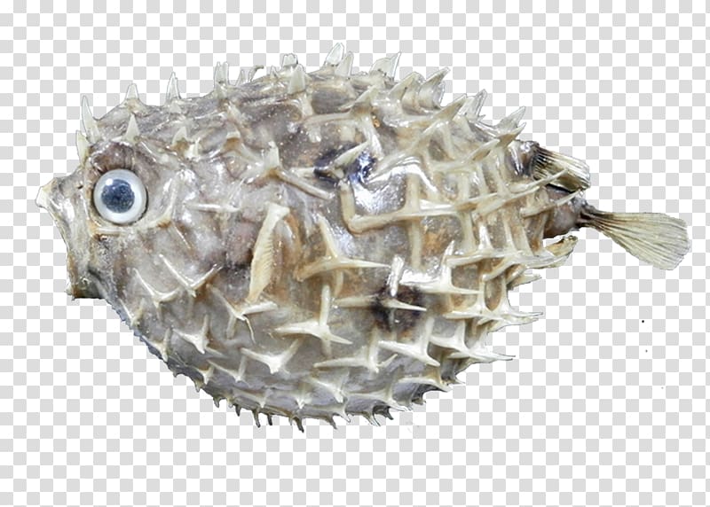 Pufferfish, erizo transparent background PNG clipart