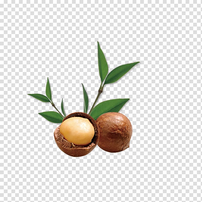 opened brown nut, Macadamia Food Gratis, walnut transparent background PNG clipart