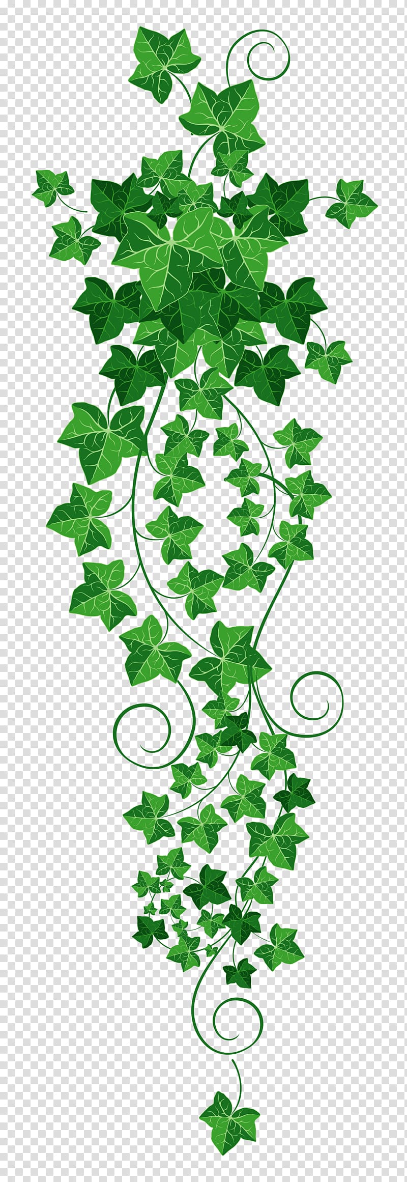 Common ivy Vine , Vine transparent background PNG clipart