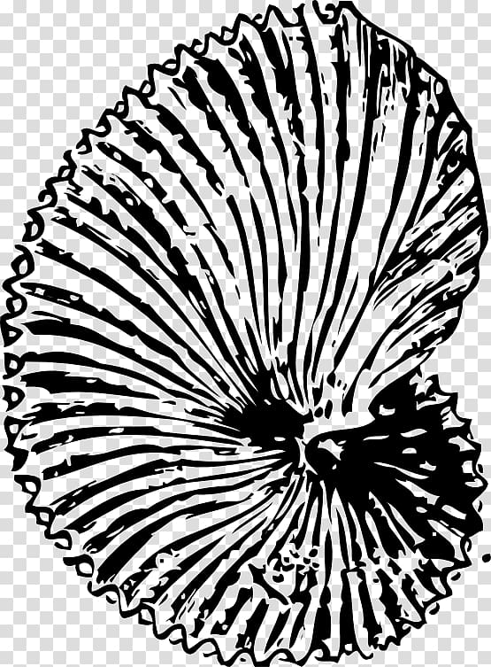 Dinosaur Fossils Seashell Ammonites , seashell transparent background PNG clipart