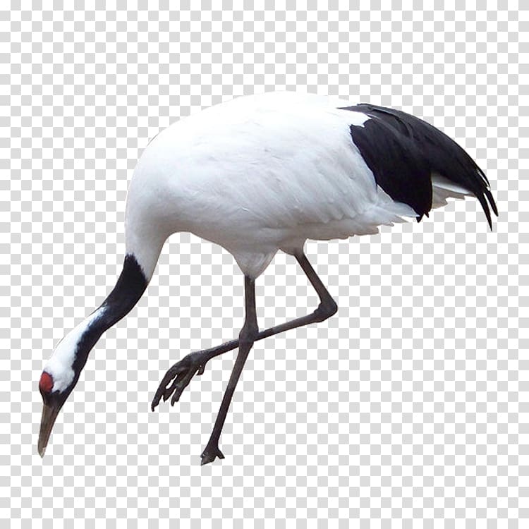 red-crowned crane transparent background PNG clipart