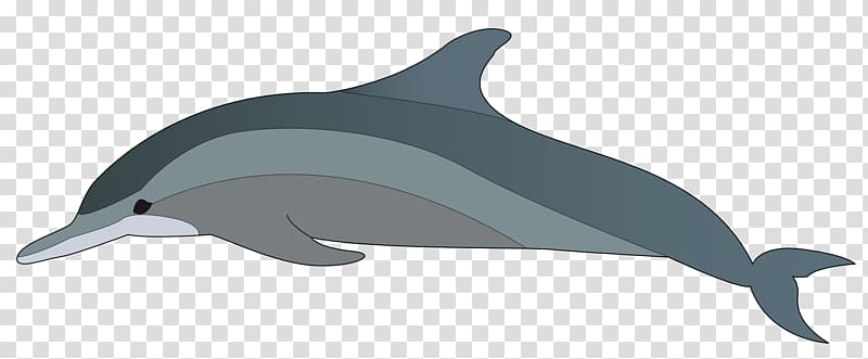 Bottlenose dolphin Chinese white dolphin , Dolphin transparent background PNG clipart