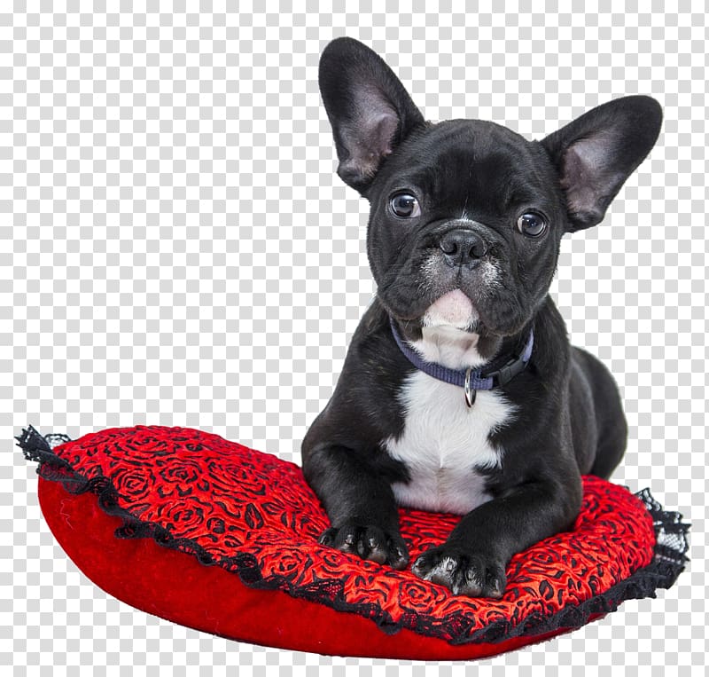 French Bulldog Pet sitting Dog grooming, french bulldog transparent background PNG clipart