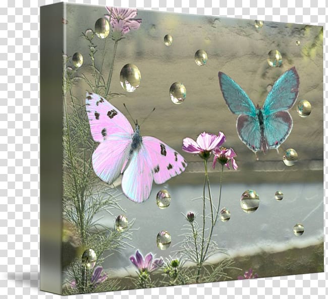 Frames Gallery wrap Canvas Art Printmaking, glossy butterflys transparent background PNG clipart