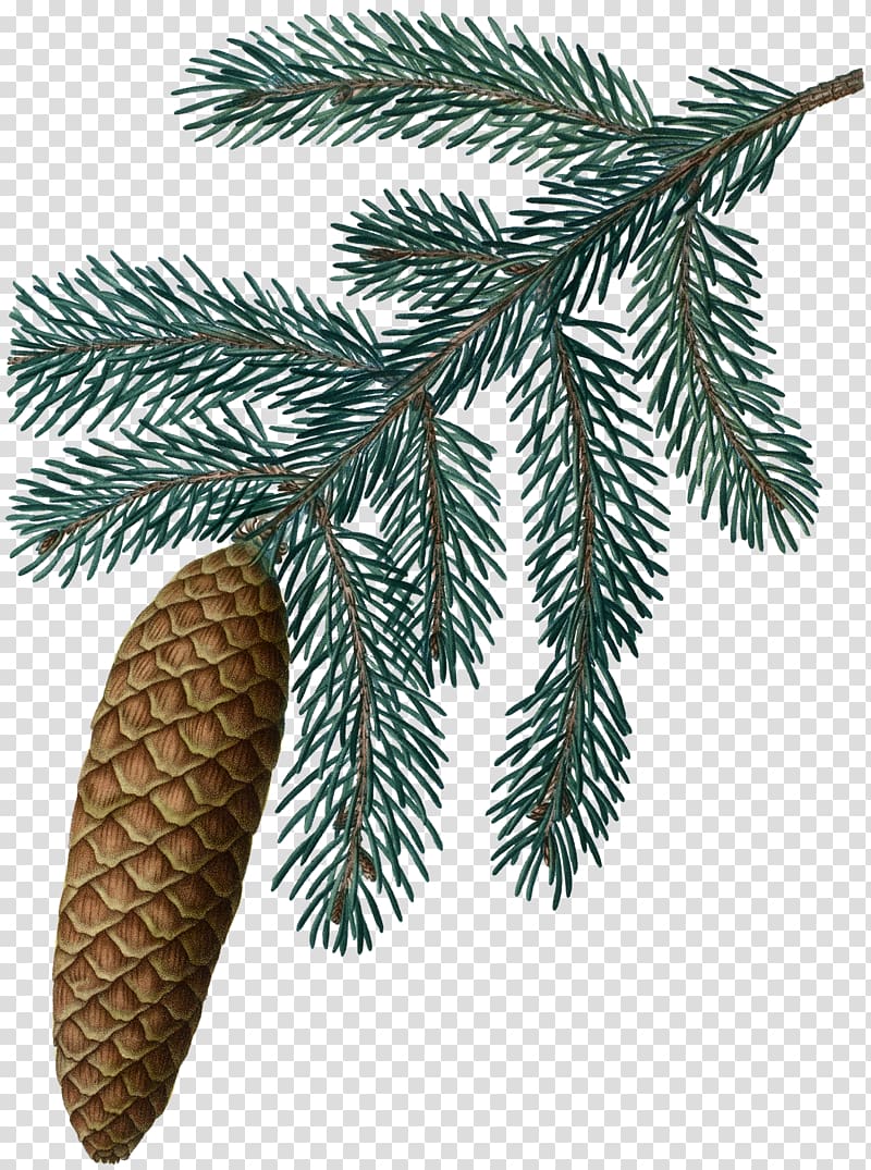Fir Botany Tree Spruce Conifer cone, blue wreath transparent background PNG clipart