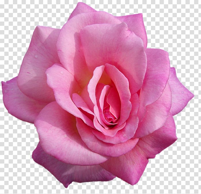 Garden roses Desktop Flower, rose transparent background PNG clipart