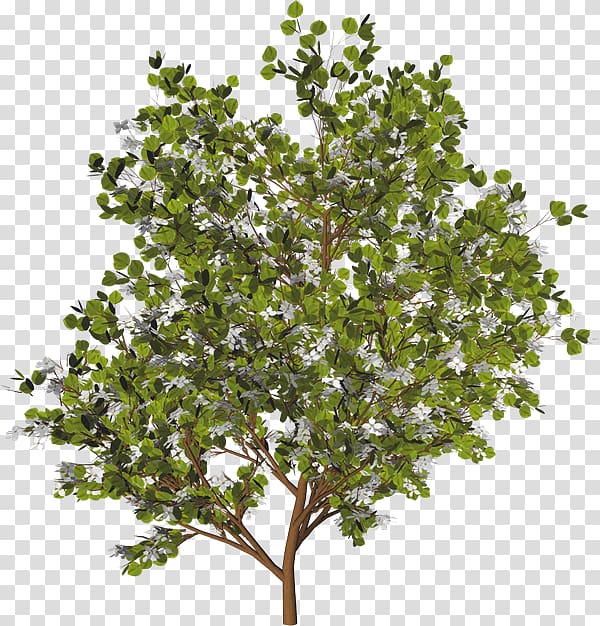 Branch Tree Evergreen Shrub , tree transparent background PNG clipart