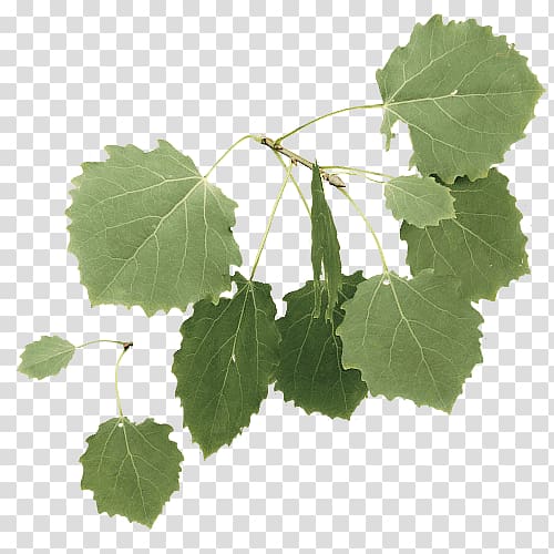 Twig European aspen Tree Leaf, tree transparent background PNG clipart