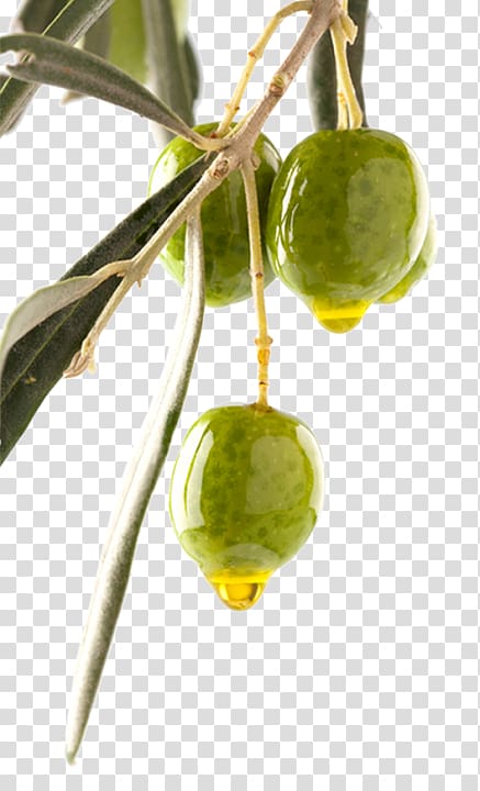 Olive oil Can Olive branch, olive transparent background PNG clipart
