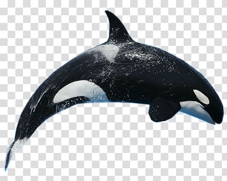 black and white whale shark illustration, Killer Whale Jump transparent background PNG clipart