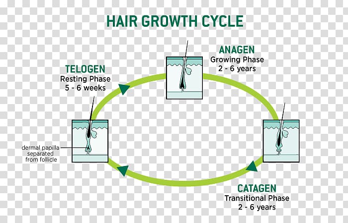 Human hair growth Hair loss Hair follicle Keratin, Human Hair Growth transparent background PNG clipart