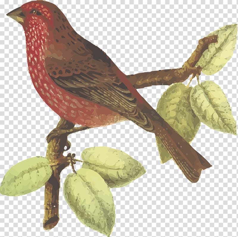 Streaked rosefinch Common rosefinch Bird Red-fronted rosefinch, Wine red bird transparent background PNG clipart