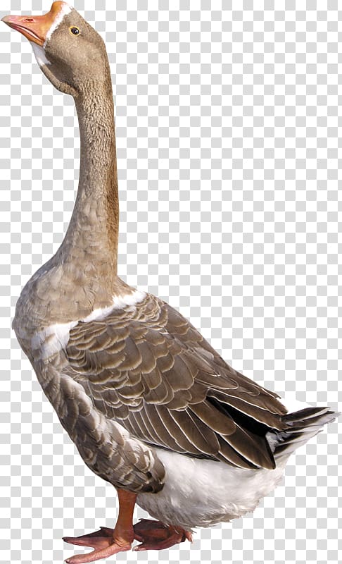 Greylag goose Duck Domestic goose Portable Network Graphics, Xb transparent background PNG clipart