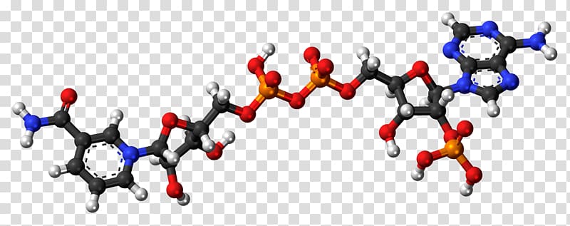Ball-and-stick model Nicotinamide adenine dinucleotide phosphate Nicotinic acid adenine dinucleotide phosphate, Zwitterion transparent background PNG clipart
