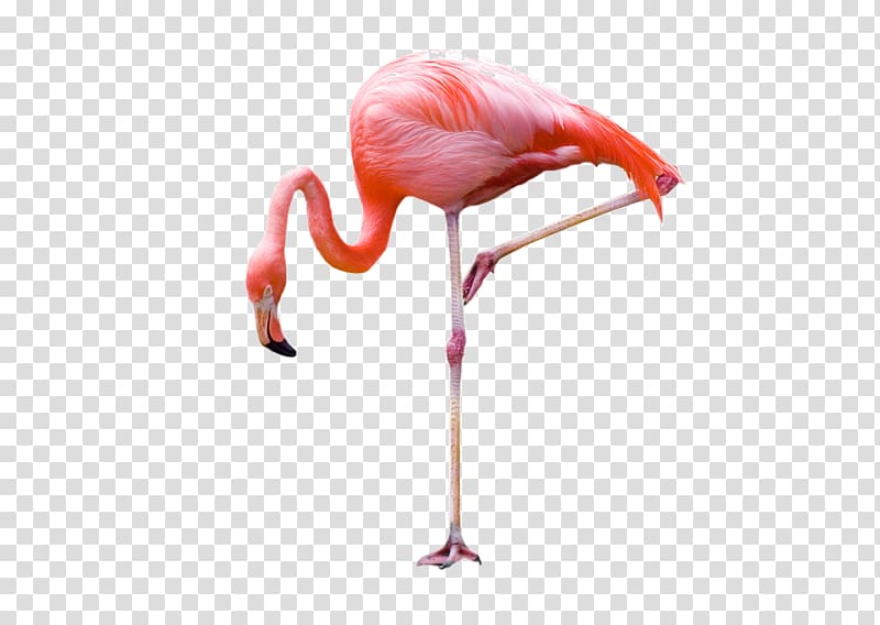 Flamingo , Flamingos transparent background PNG clipart
