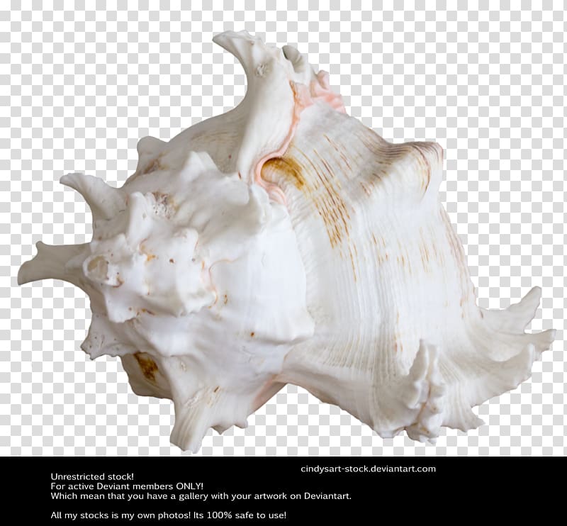 Seashell Art AutoCAD DXF, shellfish shell transparent background PNG clipart