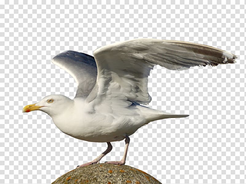 Gulls European Herring Gull Seabird, gull transparent background PNG clipart
