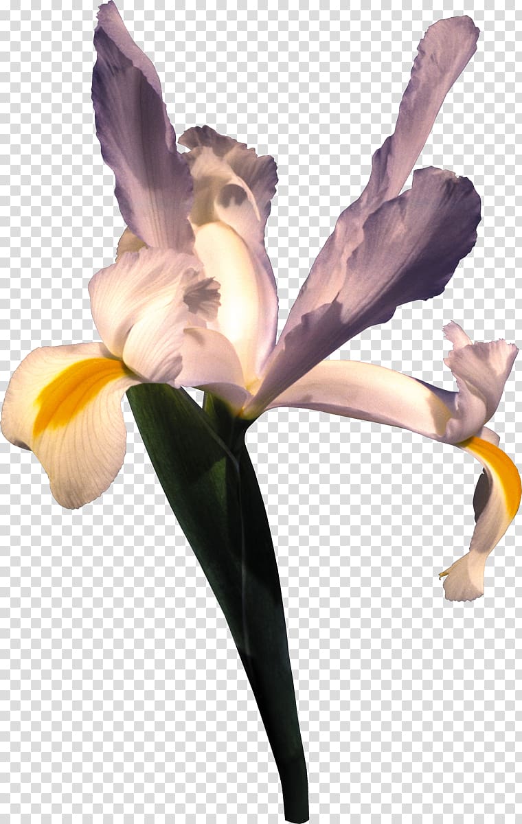 Irises Cut flowers Iridaceae Wall iris, iris transparent background PNG clipart