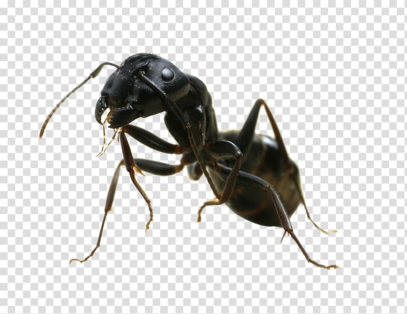 black carpenter ant, Ant Sideview transparent background PNG clipart