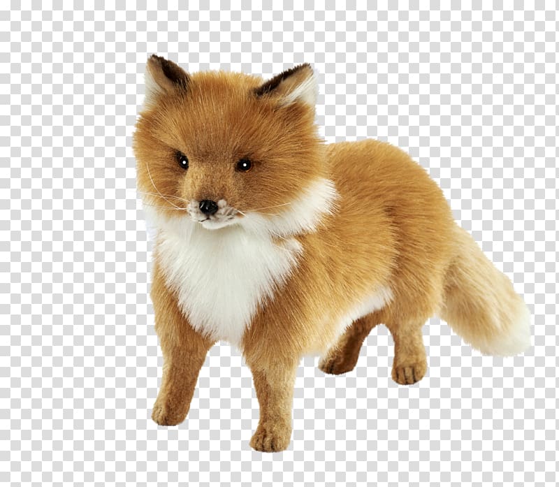 German Spitz Klein German Spitz Mittel Pomeranian Finnish Spitz, puppy transparent background PNG clipart