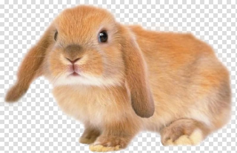 brown rabbit, Holland Lop Silver Fox rabbit Domestic rabbit Chinchilla, Rhubarb rabbit transparent background PNG clipart