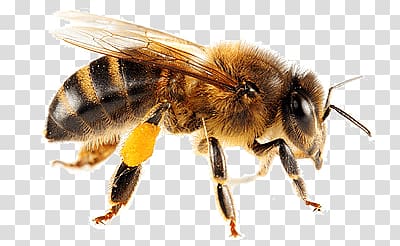 Isolated Bee transparent background PNG clipart