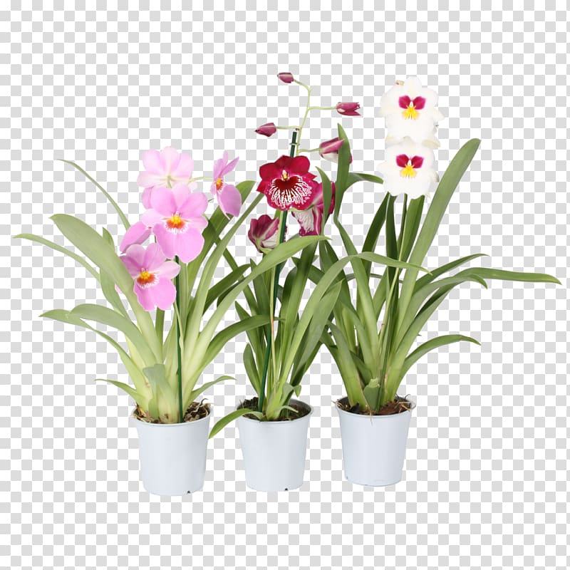 Moth orchids Houseplant × Cambria Flowerpot, plant transparent background PNG clipart