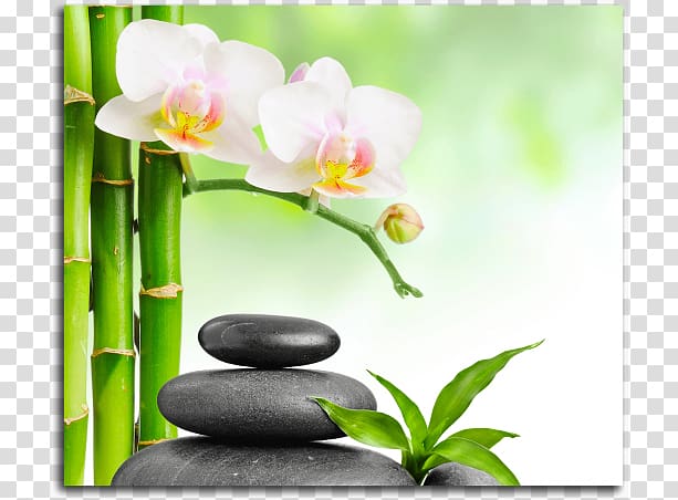 Day spa Desktop Stone massage, others transparent background PNG clipart